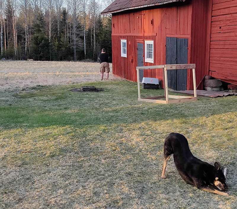 Rickard står vid knuten på vår faluröda lada och fotograferar ett rådjur som går på åkern bortanför. I förgrunden leker Qvick (hunden) med en pinne.