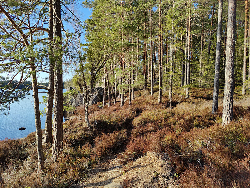 Bilden visar en stig i en tallskog. Ljung växer på marken, solen skiner och till vänster skymtar vatten.