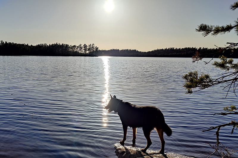 Solglitter i sjön och i motljus, en hund som står och tittar ut över vattnet.