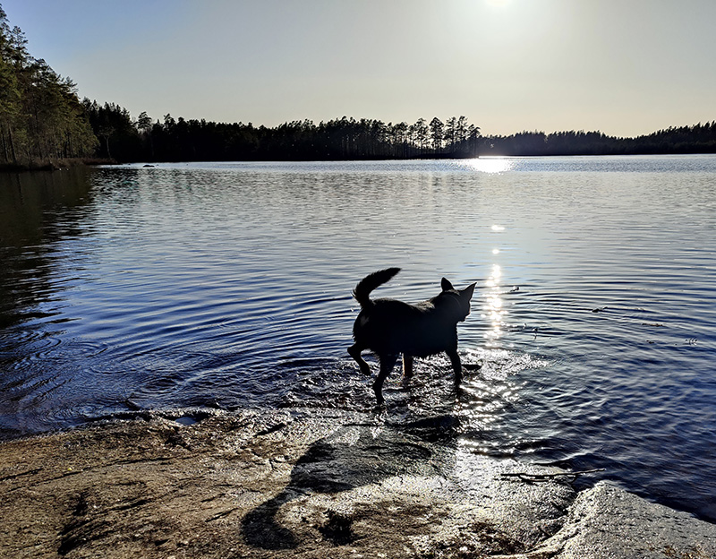 Solglitter i vattnet och en svart hund som är på språng ut i sjön för att hämta en pinne som flyter i vattnet.