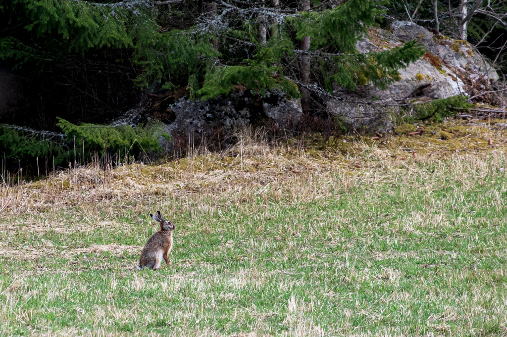 En hare sitter på ett fält.