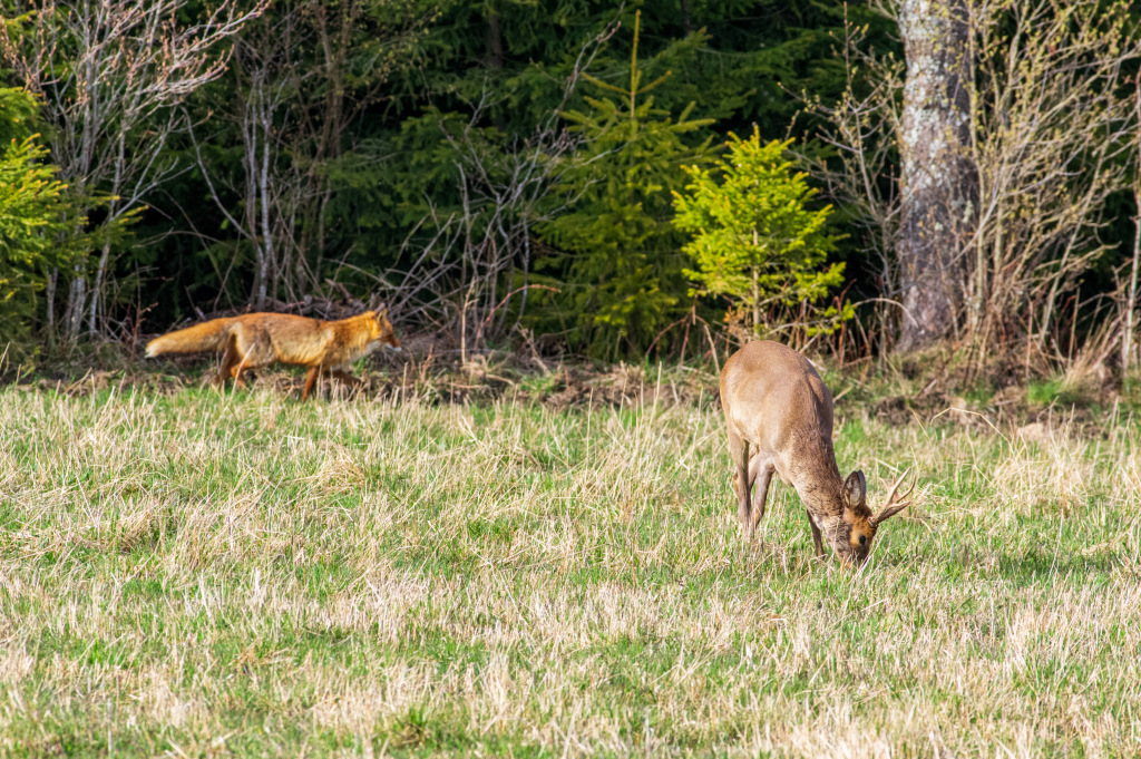 En räv går förbi strax bakom en betande råbock.